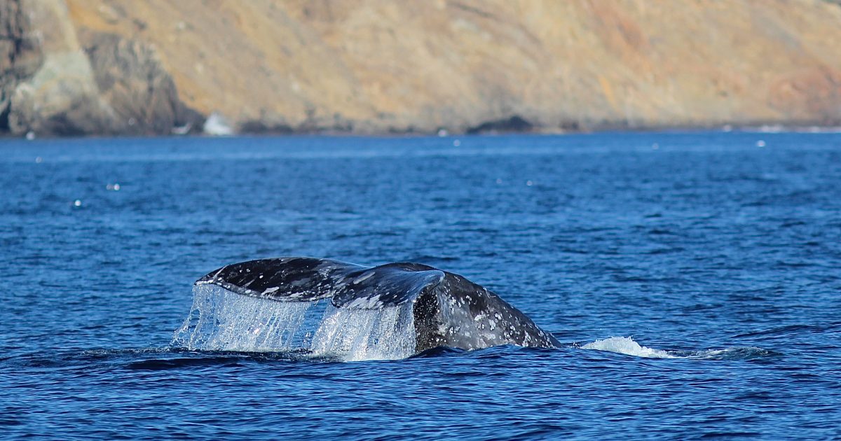 Channel Islands Whale Watching - Visit Oxnard