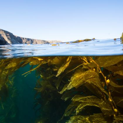 channel islands whale watching tour