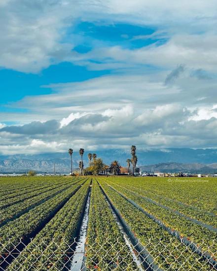 Oxnard Agriculture