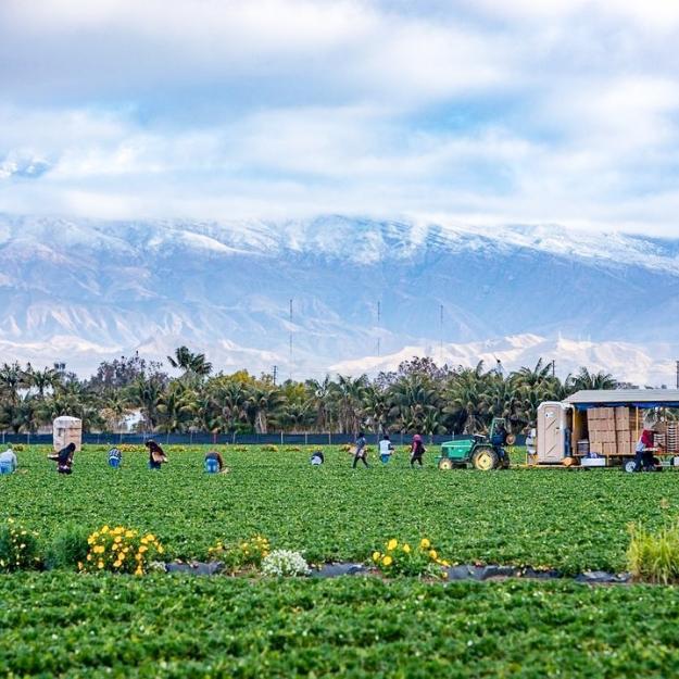Farming In Oxnard