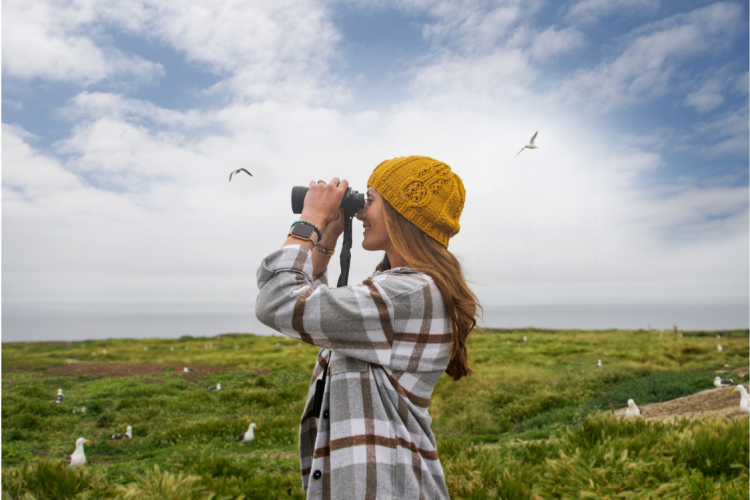 Channel Islands Bird Watching