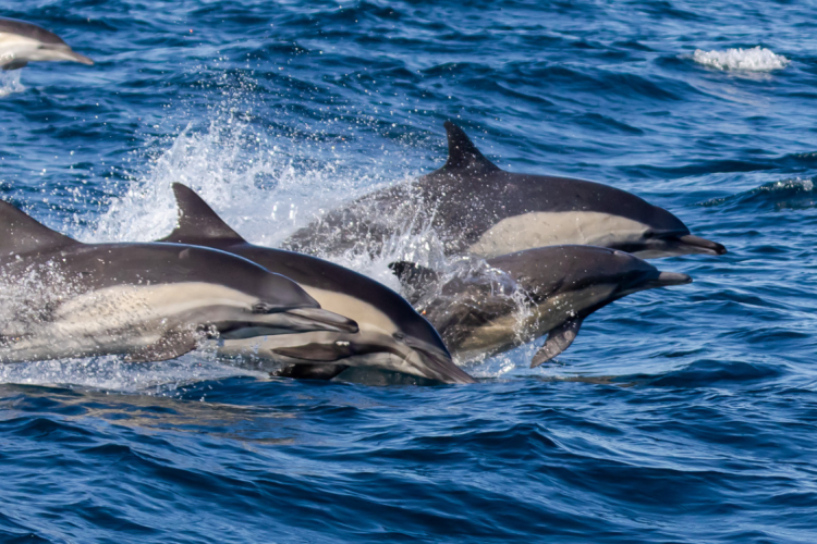 Anacapa Island Dolphins