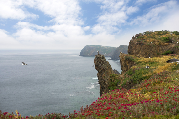 Anacapa Island Flower Species