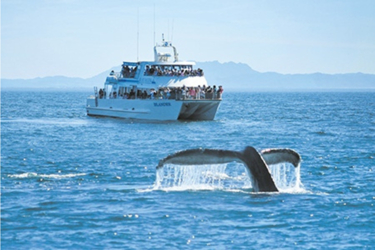 Celebration of the Whales Festival