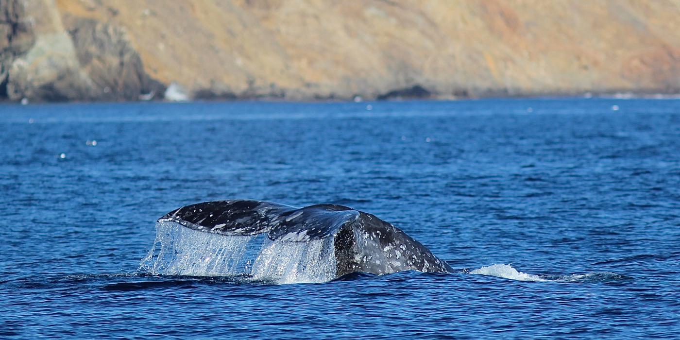 channel islands whale watching tour