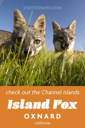 Island Fox