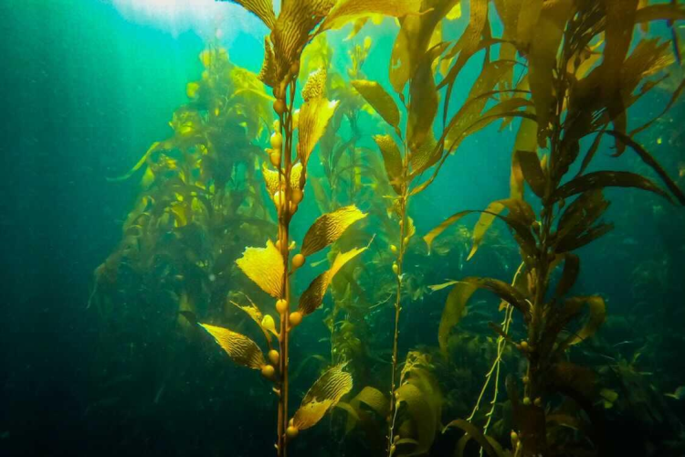 Kelp Forests Channel Islands