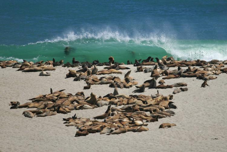 San Miguel Island Oxnard