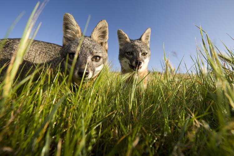 Island Fox Channel Islands Island Fox Visit Oxnard