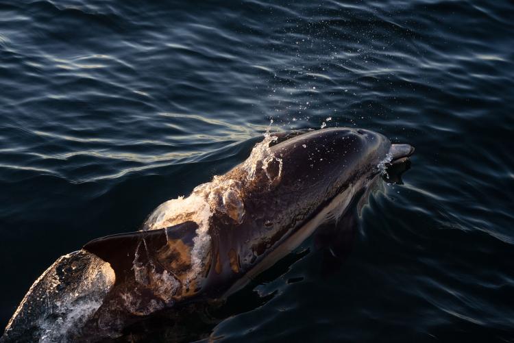 whale watching in oxnard
