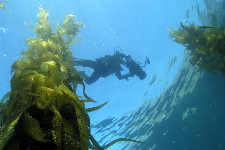 scuba diving oxnard