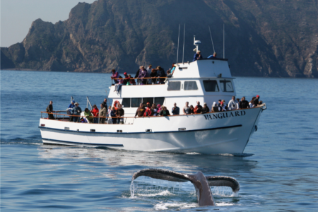 channel islands whale watching tour