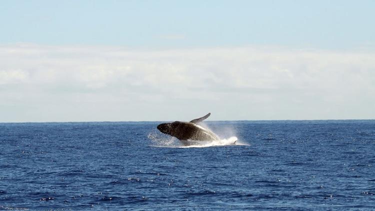 oxnard whale watching