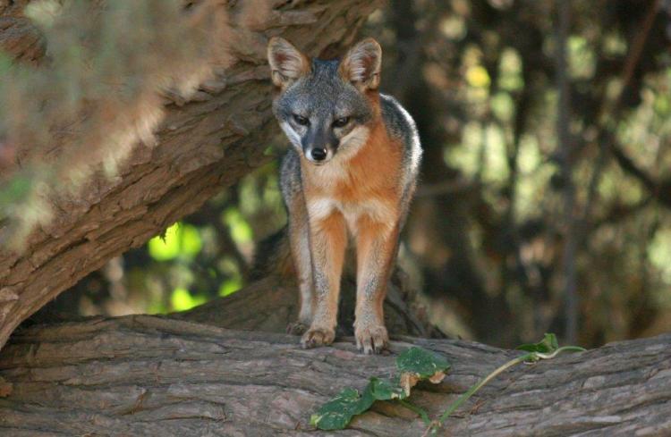 Channel Islands island fox