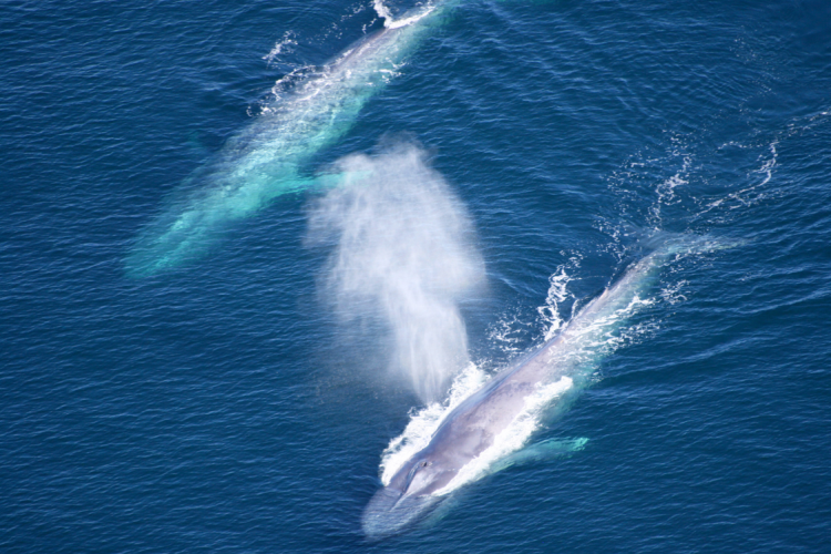 whale watching oxnard